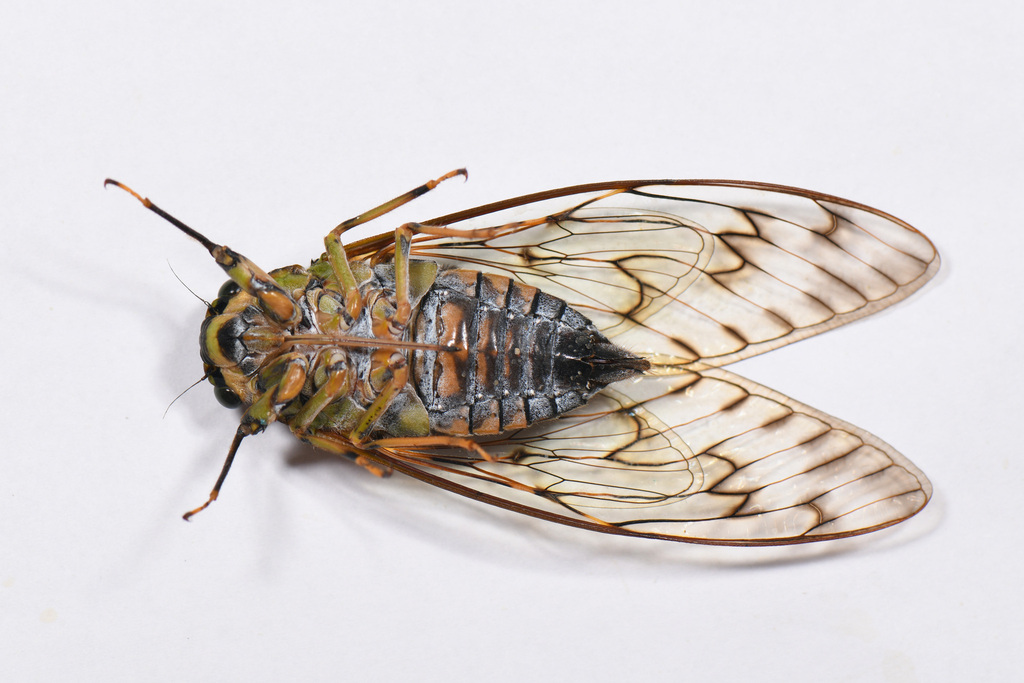 Trombonia linearis