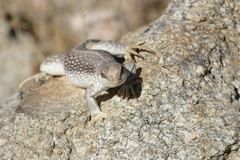 Dipsosaurus dorsalis dorsalis