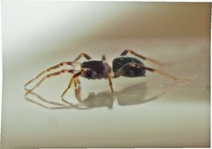 Pentasteron simplex
