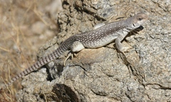 Dipsosaurus dorsalis dorsalis