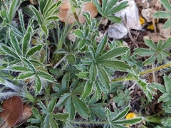 Potentilla hirta