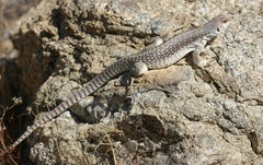 Dipsosaurus dorsalis dorsalis
