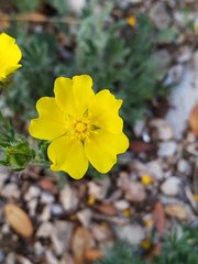 Potentilla hirta