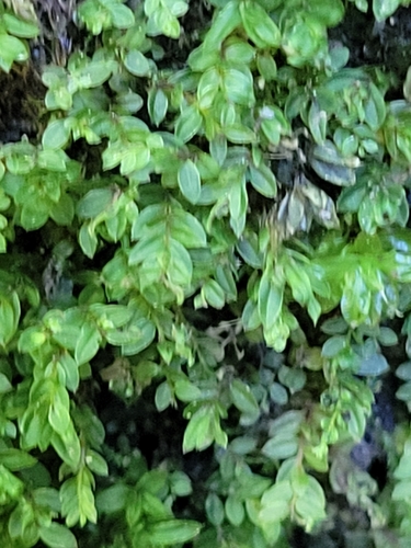 Mnium lycopodioides observed 2024-07-01