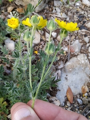 Potentilla hirta