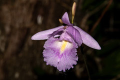 Broughtonia domingensis