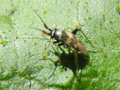 Spanagonicus albofasciatus