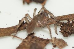 Seqocrypta jakara