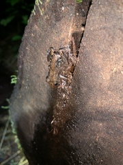 Pristimantis altamazonicus