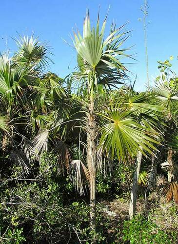 Coccothrinax readii, photograph 4