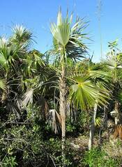 Coccothrinax readii, photograph author not stated, no rights reserved