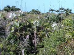 Coccothrinax readii, photograph author not stated, no rights reserved