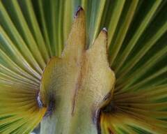 Coccothrinax readii, photograph author not stated, no rights reserved