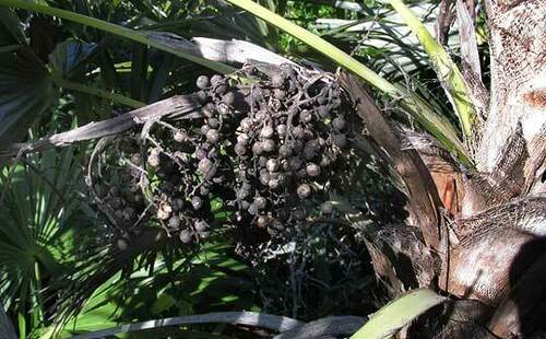 Coccothrinax readii, photograph 3