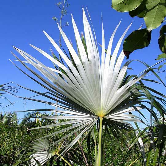 Coccothrinax readii