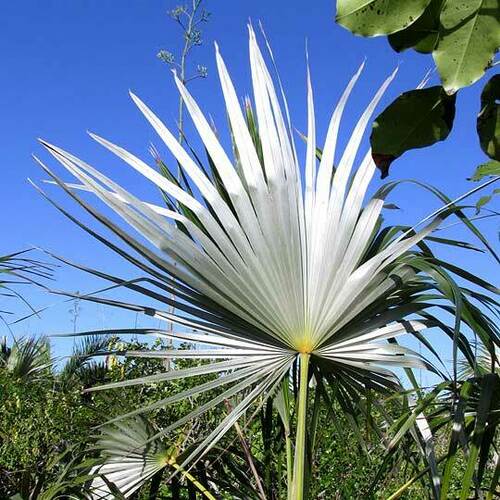 Mexican silver palm (Coccothrinax readii)