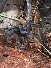 Avicularia purpurea