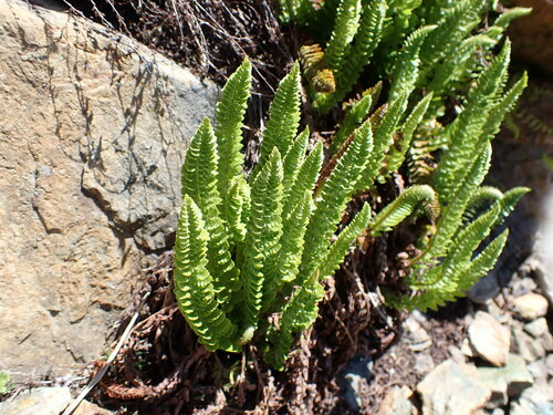 Image of Polystichum lemmonii by (c) John Brew, some rights reserved (CC BY)