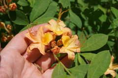 Rhododendron calendulaceum