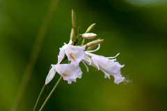 Broughtonia domingensis