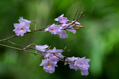 Broughtonia domingensis