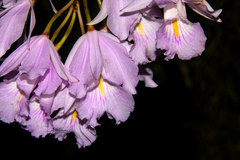 Broughtonia domingensis