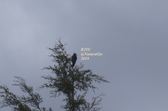 Melanerpes aurifrons