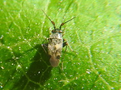 Spanagonicus albofasciatus