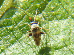 Spanagonicus albofasciatus