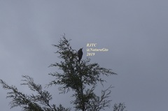 Melanerpes aurifrons