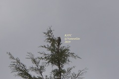 Melanerpes aurifrons