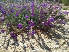 Penstemon californicus