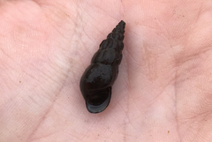 Juga plicifera