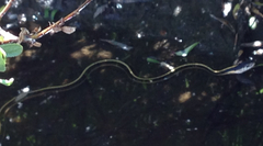 Thamnophis elegans elegans