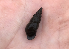 Juga plicifera