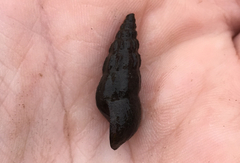 Juga plicifera