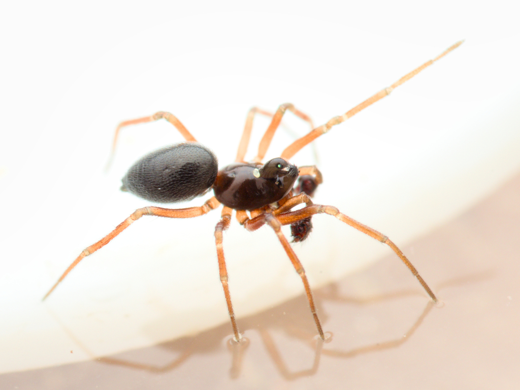 Common Money Spider