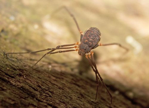 Assamiidae