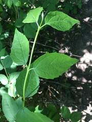 Philadelphus coronarius