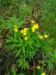 Lithospermum caroliniense