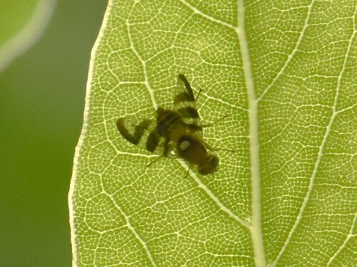 Walnut Husk Fly, Groesbeek, Nederland, photo 4 of 10