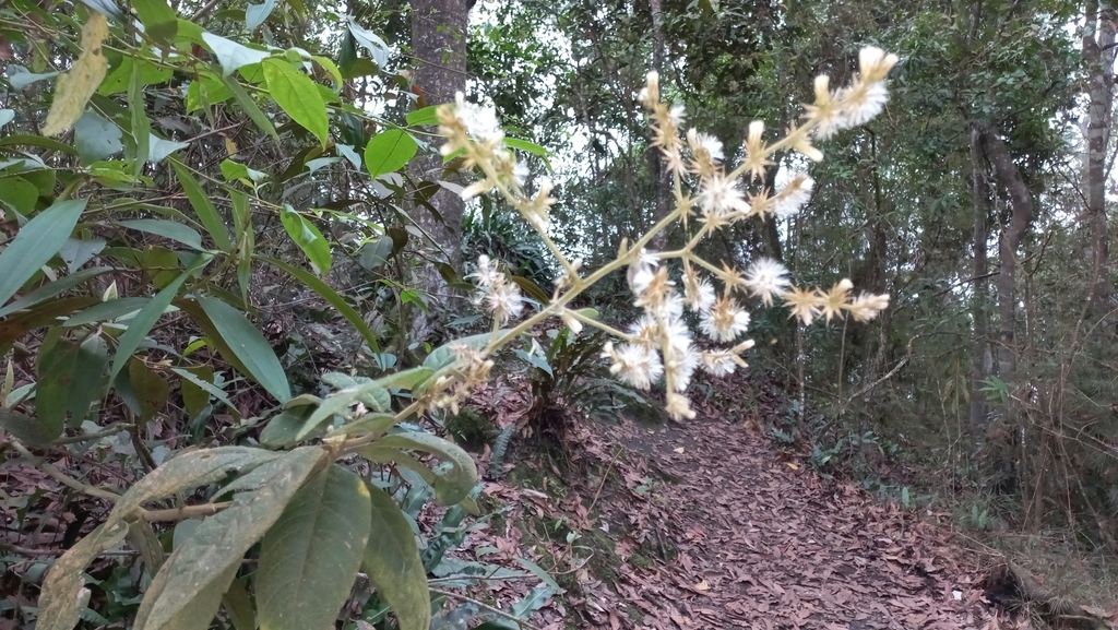Lepidaploa sclareifolia