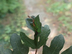 Dasineura rubella