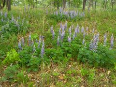 Lupinus perennis