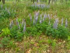 Lupinus perennis