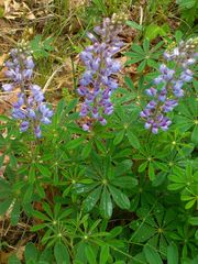 Lupinus perennis