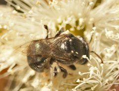 Lipotriches gracilipes