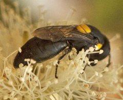 Hylaeus rotundiceps