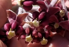 Asclepias californica californica