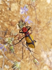Tegrodera aloga